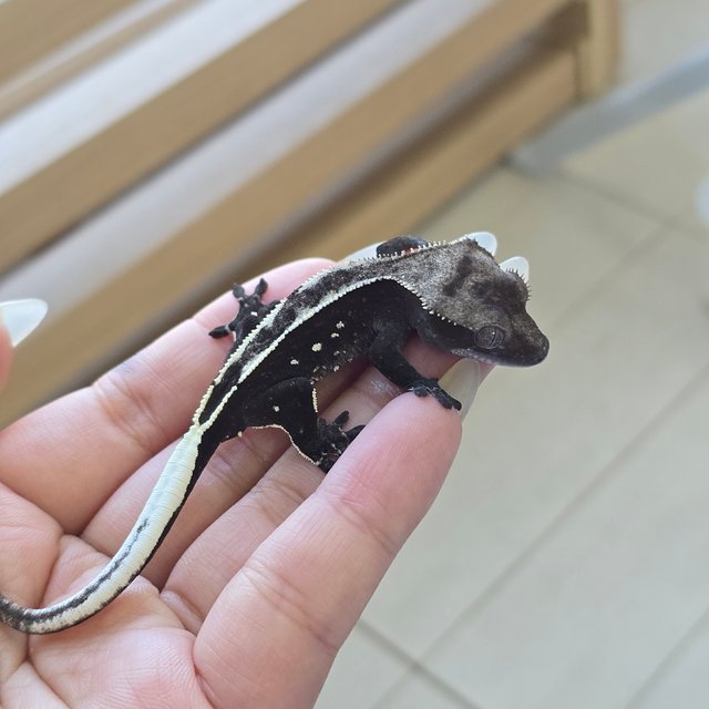 Axanthic
