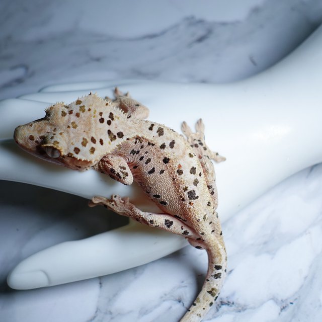 Super Dalmatian Dalmatian