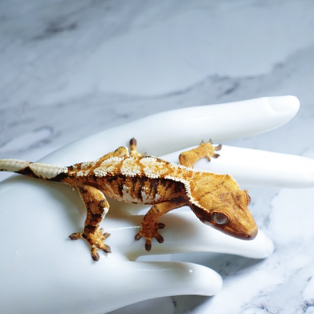 Tangerine Tri Extreme Harlequin