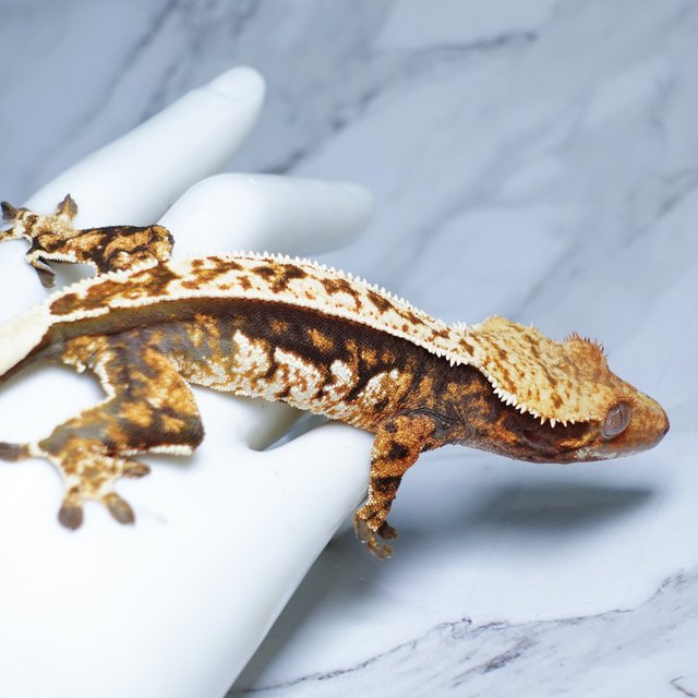 Pinstripe Tangerine Tri