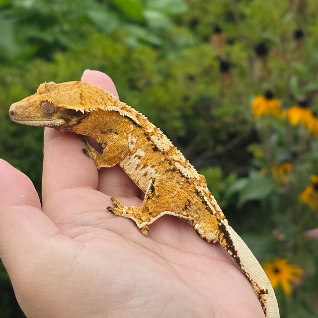 Tri Extreme Harlequin