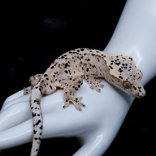 Dalmatian Super Dalmatian
