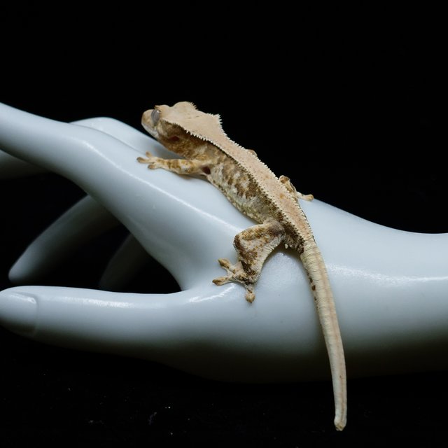 100% Het Axanthic