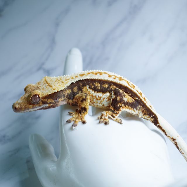 Pinstripe Full Pinstripe Quad