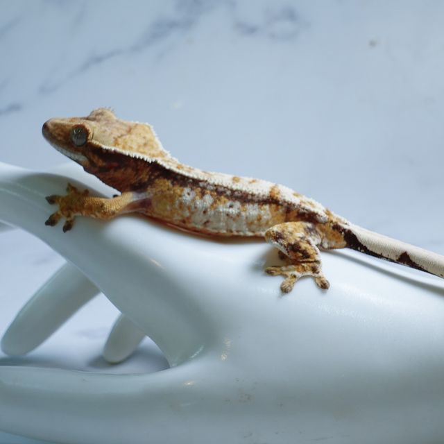 White Pin Tri White Spot Extreme Harlequin Drippy