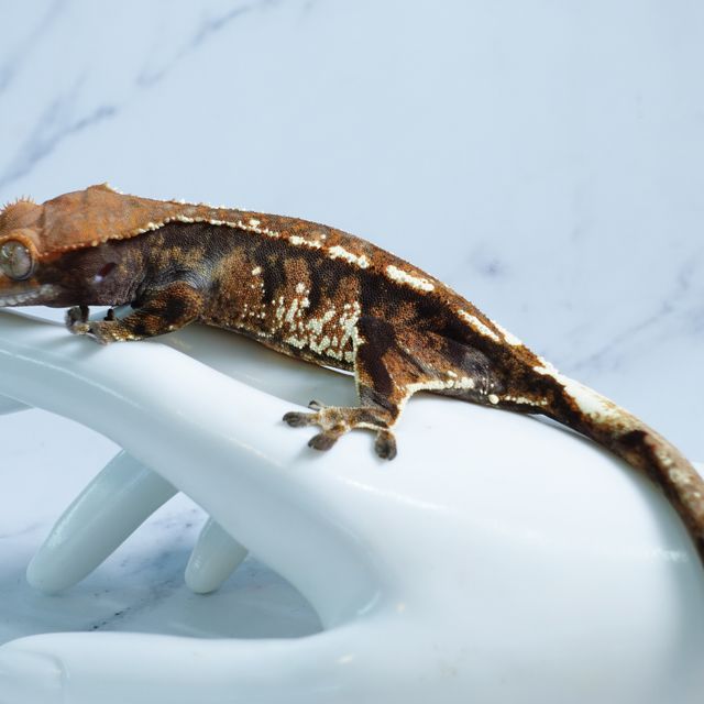 카푸치노 트라이