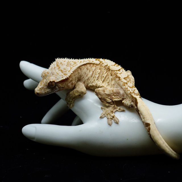 Cream Creamsicle Yellow