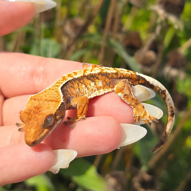 Tangerine Extreme Harlequin Tri