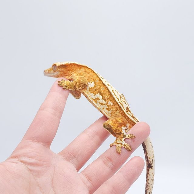 크림시클 옐로우 크림