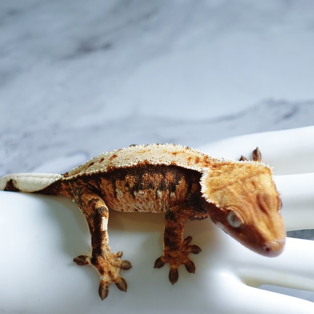 Tri Extreme Harlequin