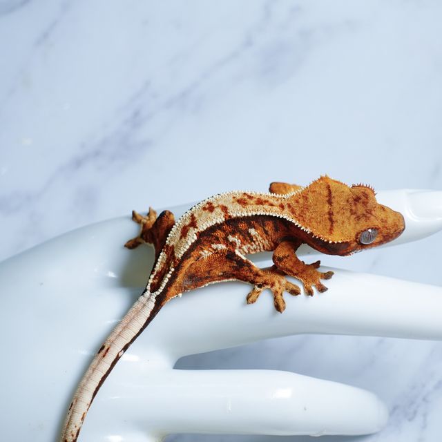 익스트림할리퀸 트라이 텐저린