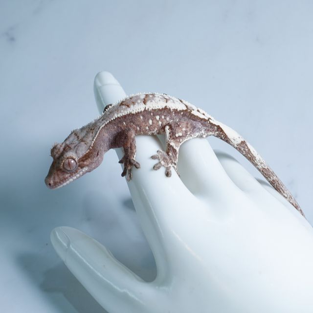 세이블