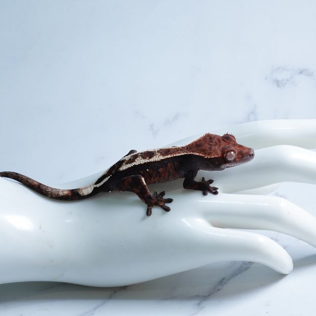 세이블