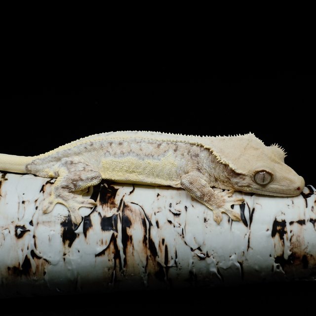 크림 릴리화이트