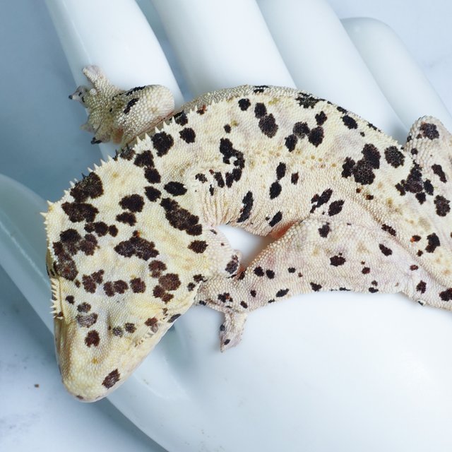 슈퍼달마시안 달마시안