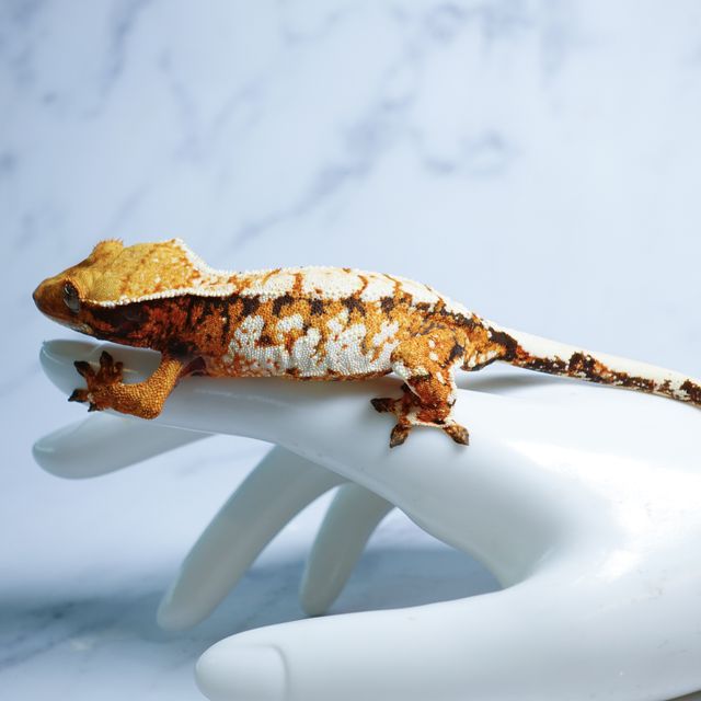 트라이 바브 텐저린 익스트림할리퀸