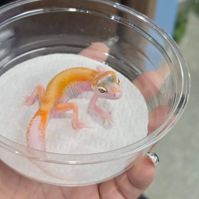 White&Yellow Tremper Albino