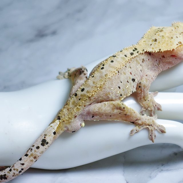 Super Dalmatian Dalmatian