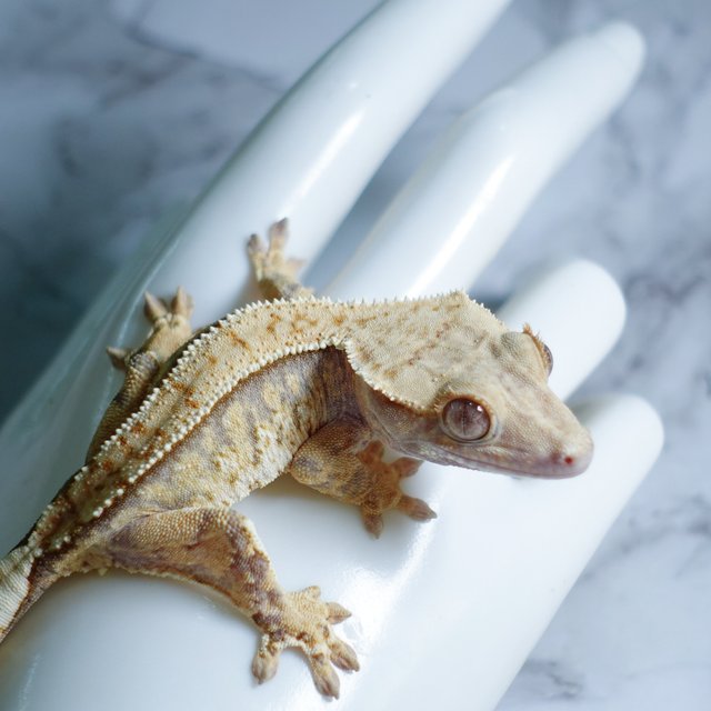 Tri Extreme Harlequin