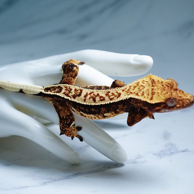 Quad Tri Full Pinstripe