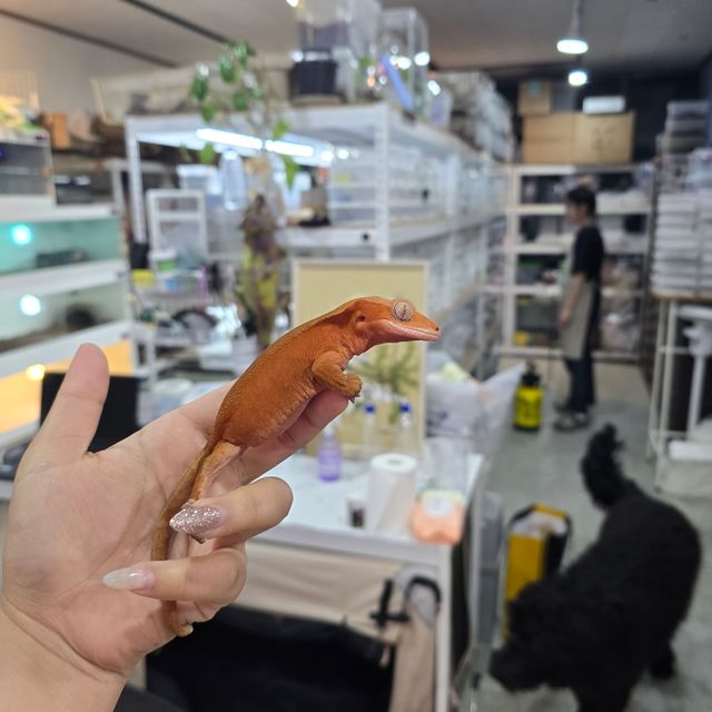레드 바이 팬텀