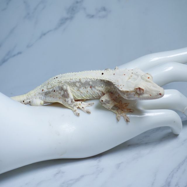 릴리100%헷아잔틱