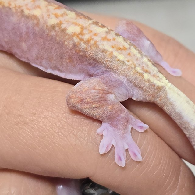 Pied