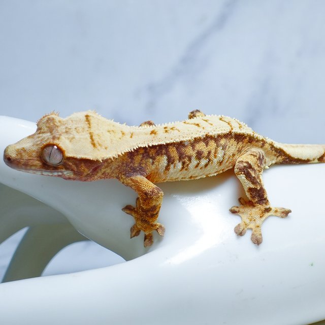 Tri Extreme Harlequin Drippy