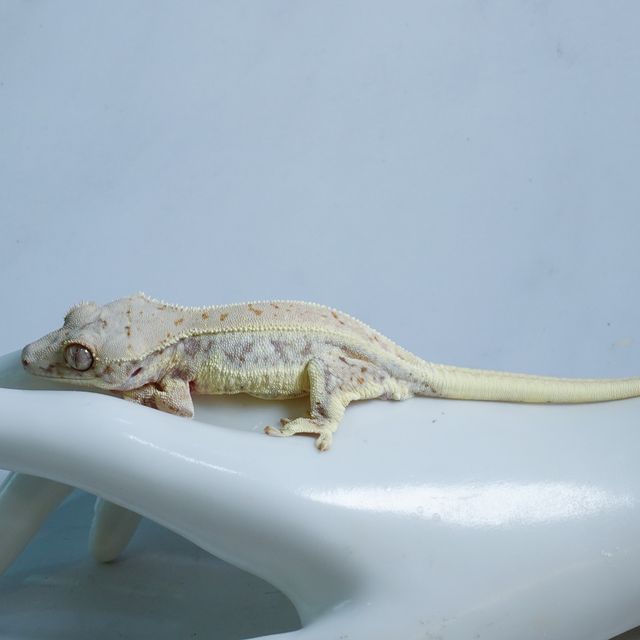 Lilly White
