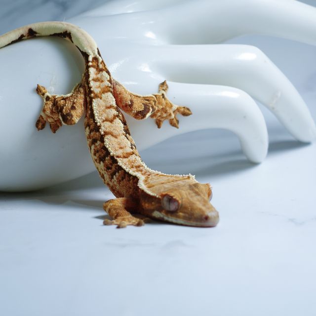 Extreme Harlequin Tri