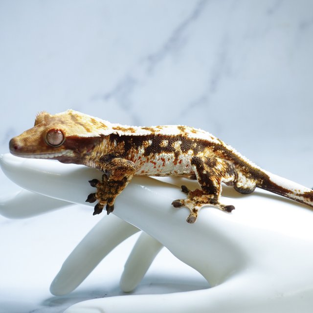 Tri Extreme Harlequin