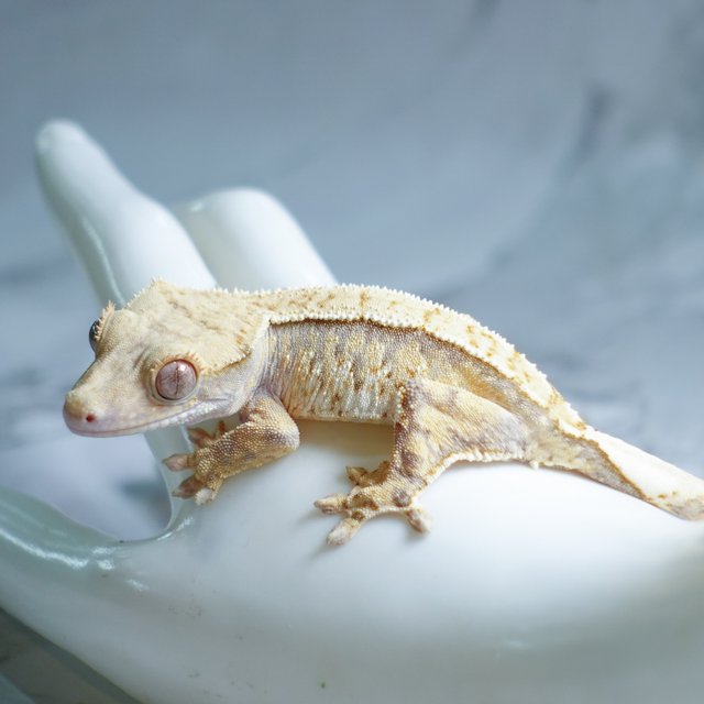 Tri Extreme Harlequin