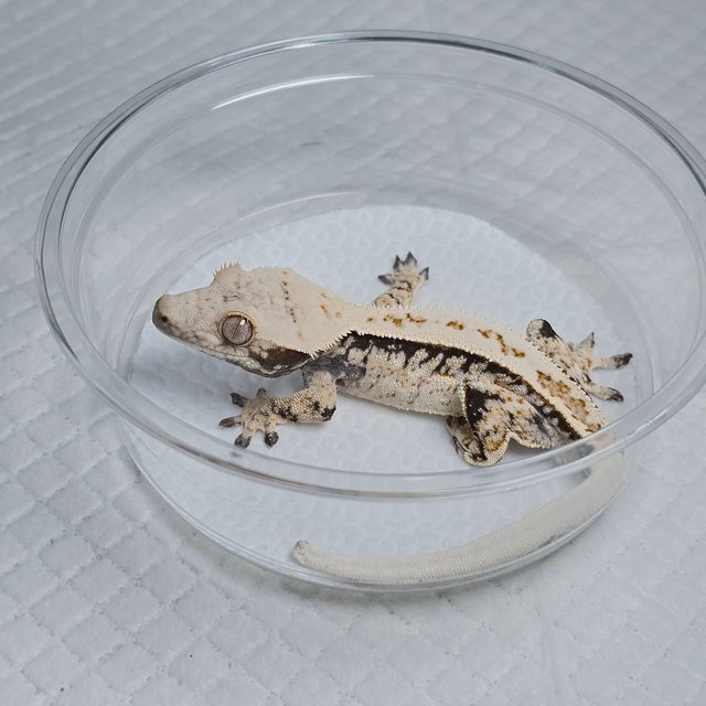 Normal Drippy White Spot