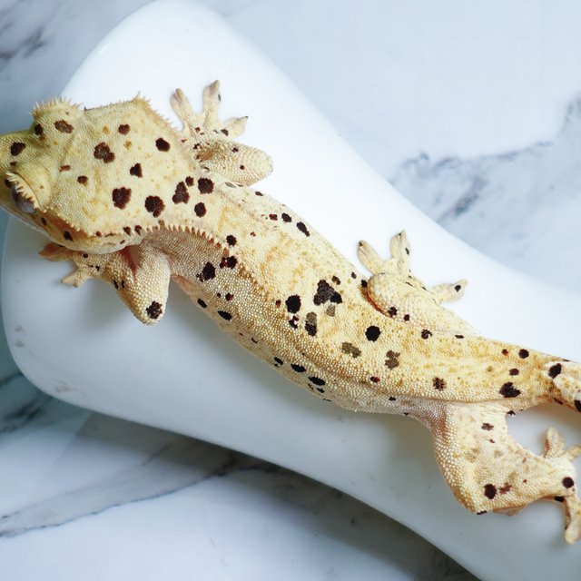 Dalmatian Super Dalmatian