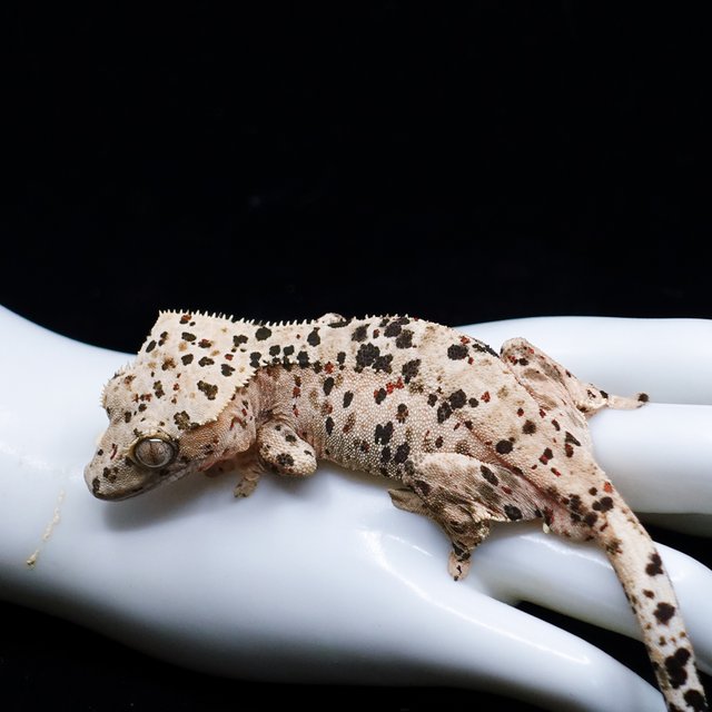 Dalmatian Super Dalmatian