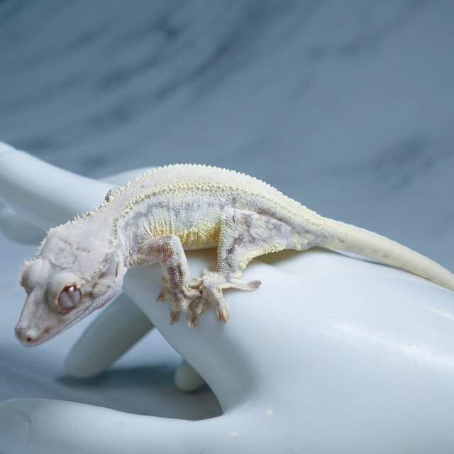 Lilly White Drippy Full Pinstripe