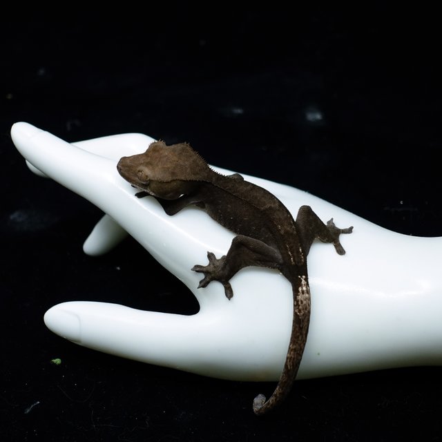 Axanthic
