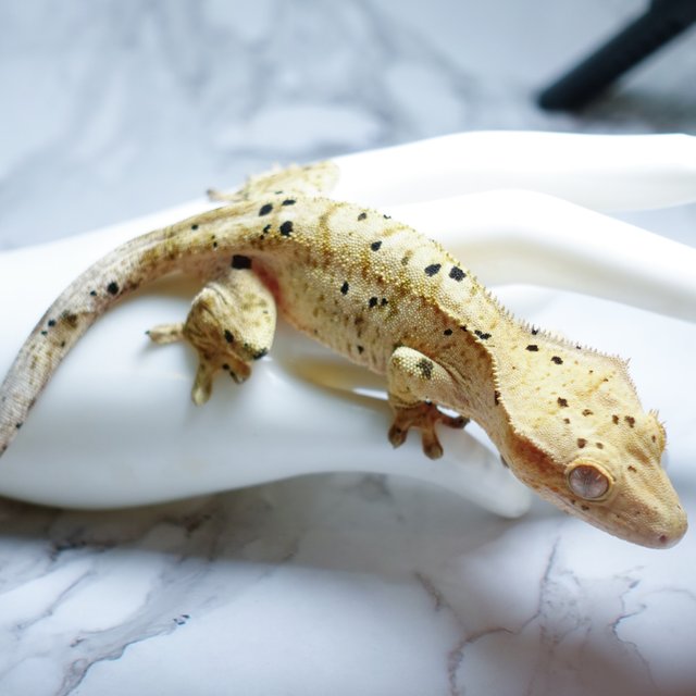 Dalmatian Super Dalmatian