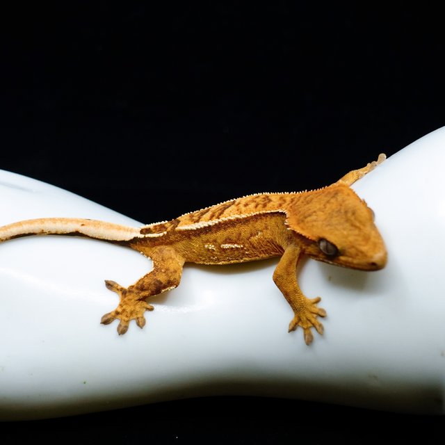 크림 옐로우 크림시클