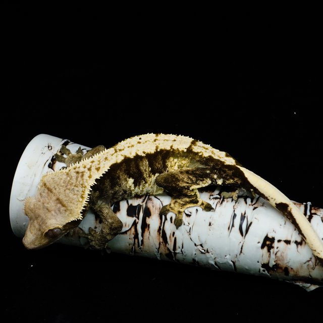 트라이 익스트림할리퀸