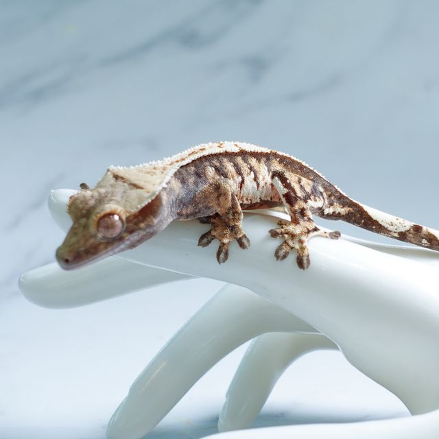 Tri Extreme Harlequin Tangerine