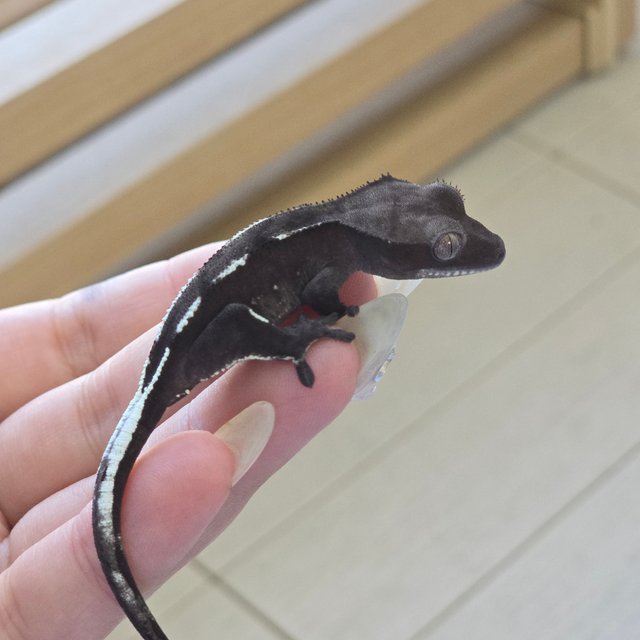 Axanthic