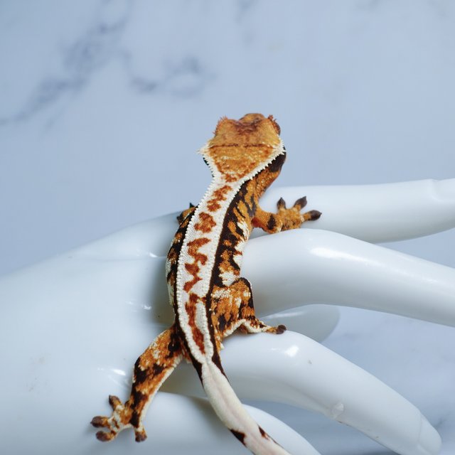 텐저린 트라이