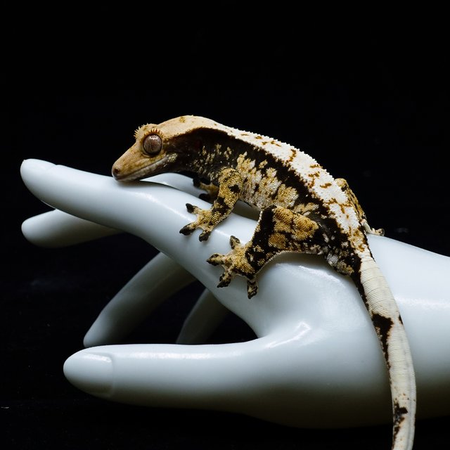 Tri Extreme Harlequin