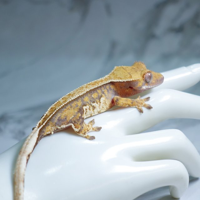 Tri Extreme Harlequin Tangerine