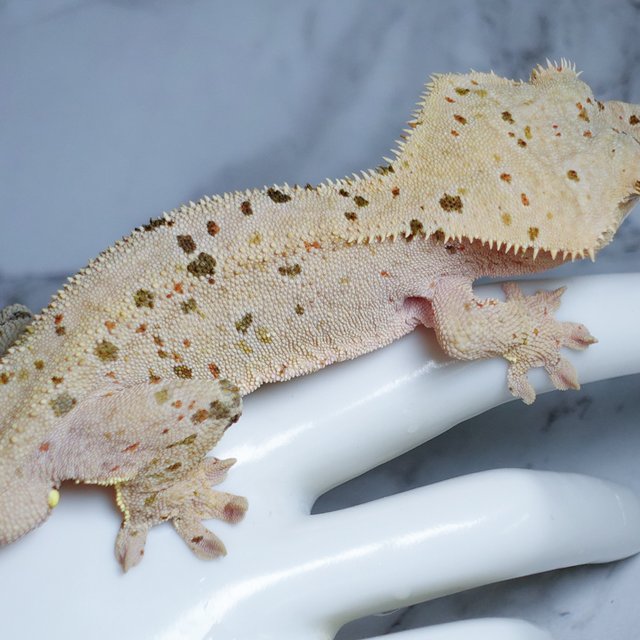 Dalmatian Super Dalmatian