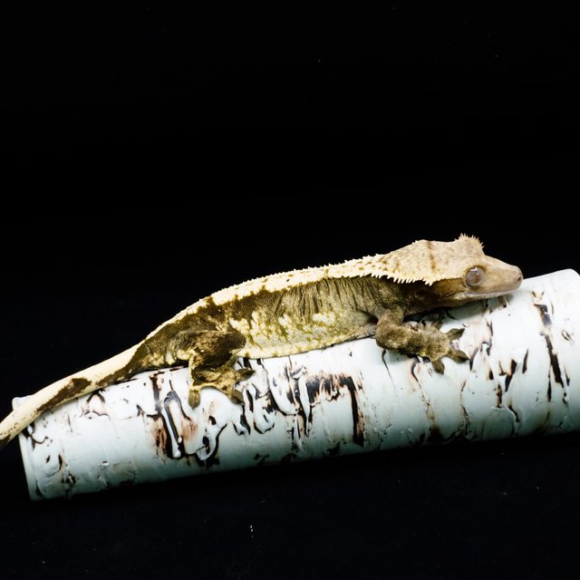 트라이 익스트림할리퀸