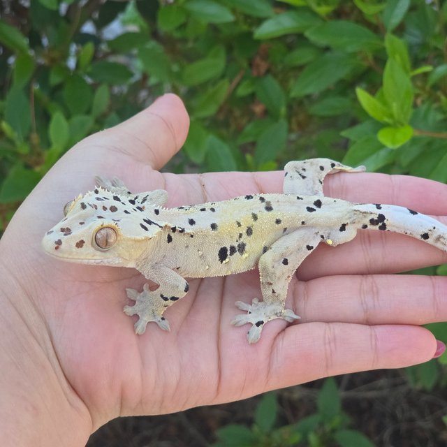 Dalmatian Super Dalmatian