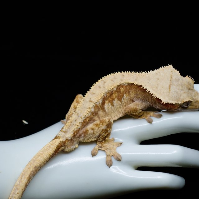 레드 트라이 익스트림할리퀸