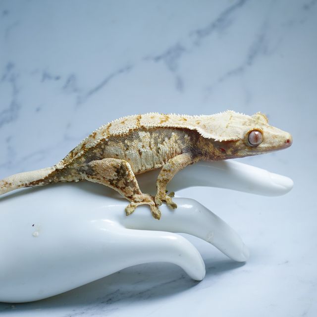 Extreme Harlequin Tri